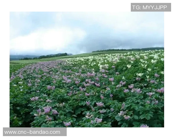 今日趣图：土豆开花的奇妙瞬间与枪手夺冠的美好期待